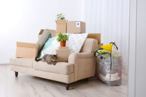 Umzug mit Katze